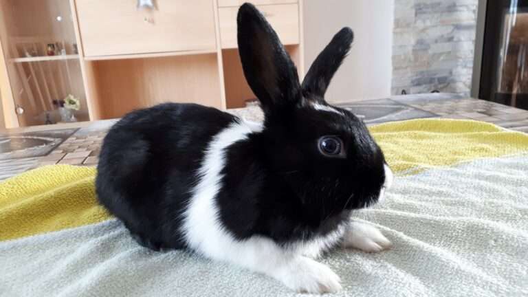 Lire la suite à propos de l’article Sherlock