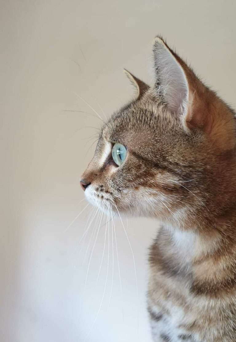 Lire la suite à propos de l’article Leia