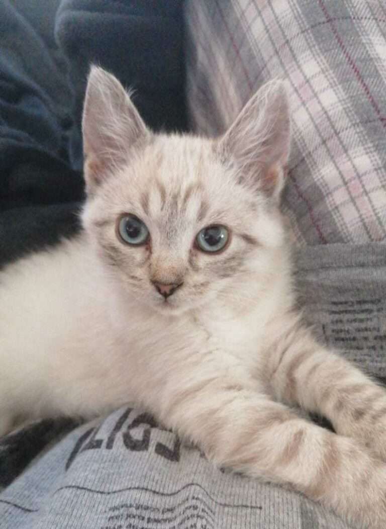 Lire la suite à propos de l’article Tia