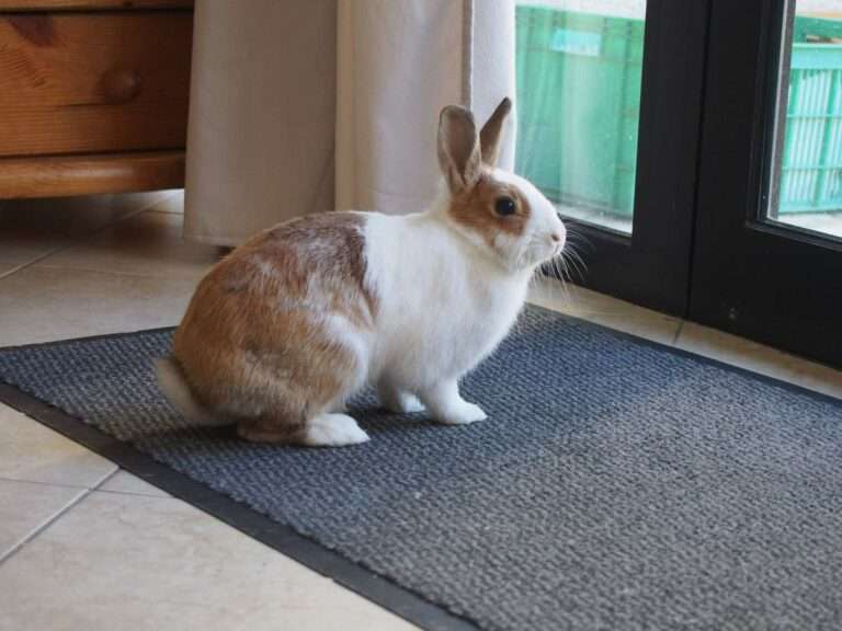 Lire la suite à propos de l’article Smookie