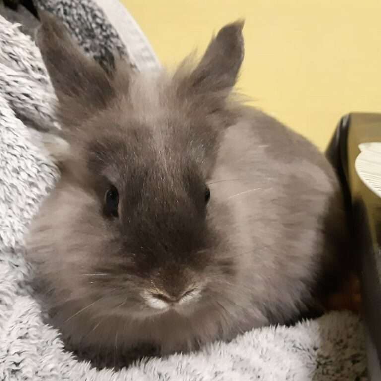 Lire la suite à propos de l’article Tchoupi