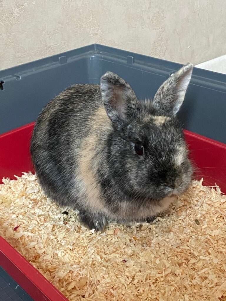 Lire la suite à propos de l’article Eliot