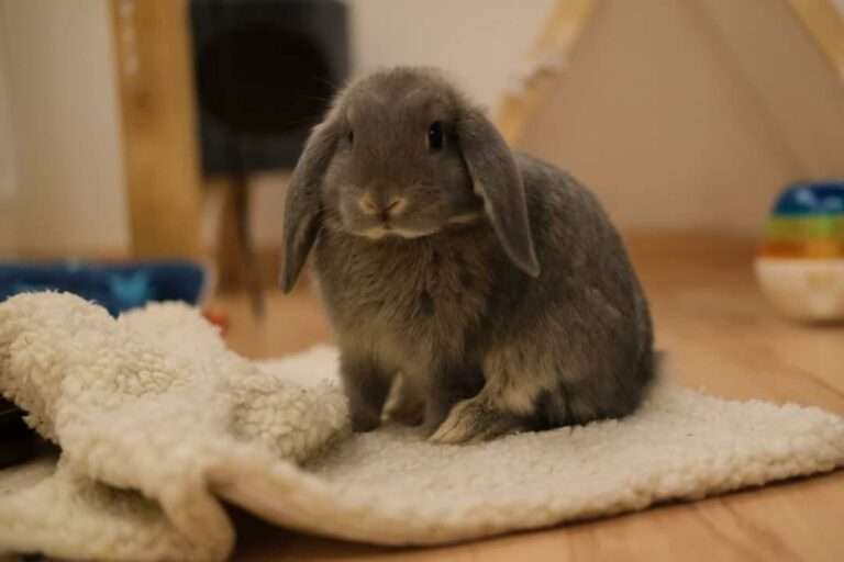 Lire la suite à propos de l’article Flash