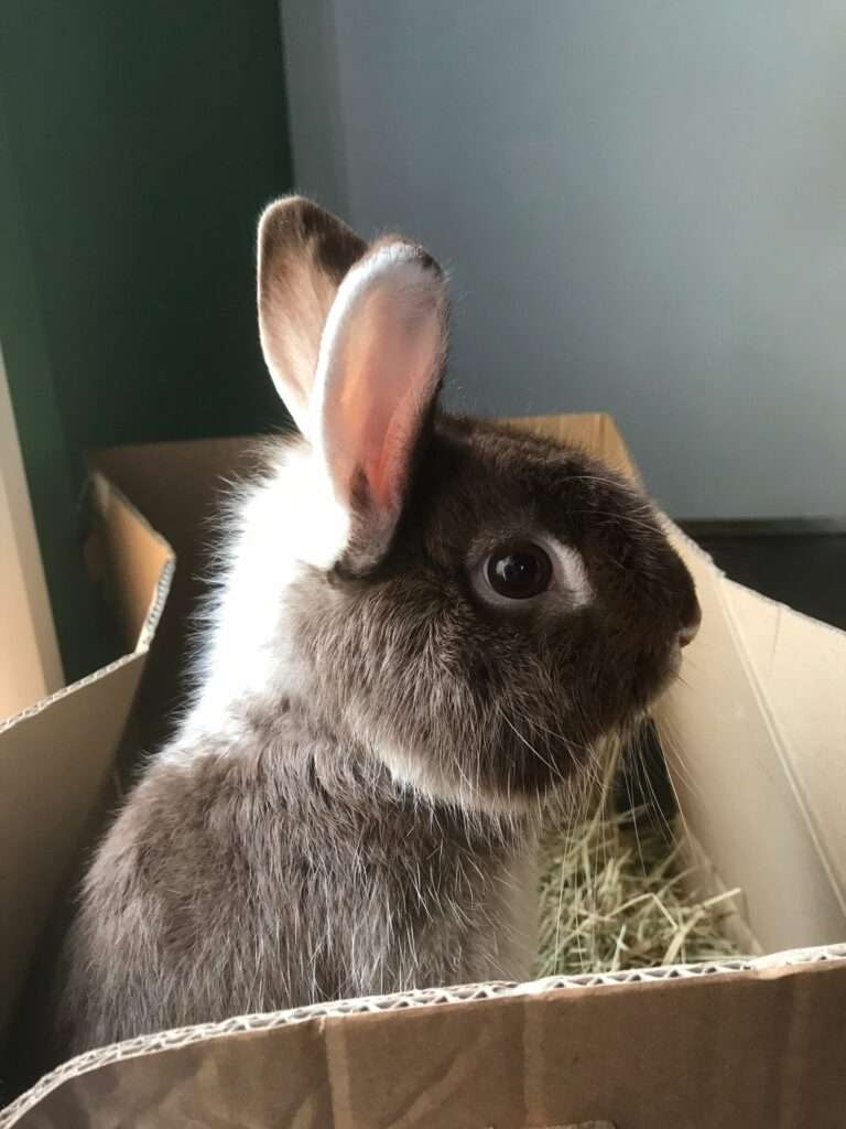 Lire la suite à propos de l’article Pralinou