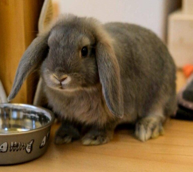 Lire la suite à propos de l’article Toffee