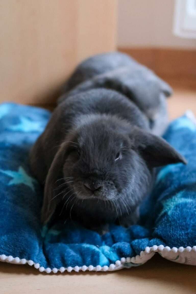 Lire la suite à propos de l’article Twinkle