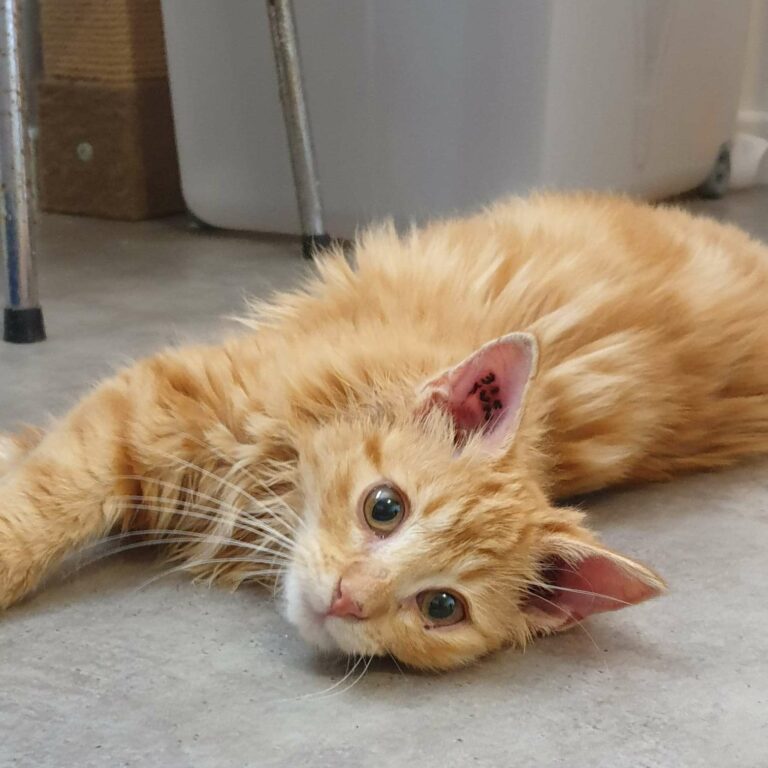 Lire la suite à propos de l’article Fox