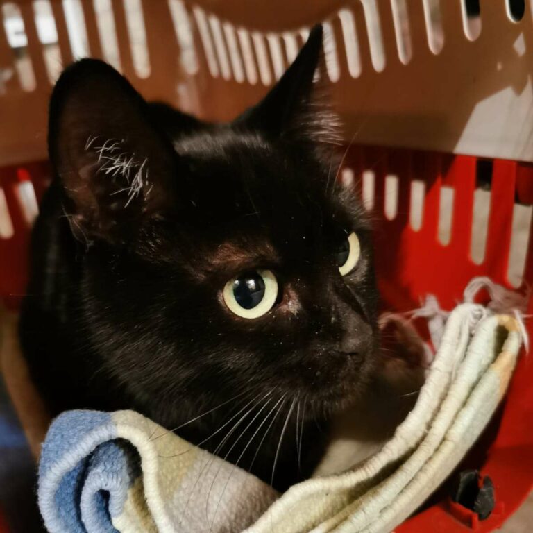 Lire la suite à propos de l’article Tatoo