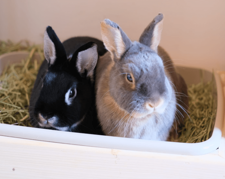 Lire la suite à propos de l’article Fripouille et Réglisse