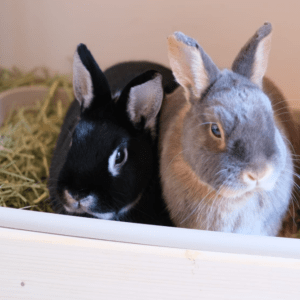 Fripouille Reglisse1