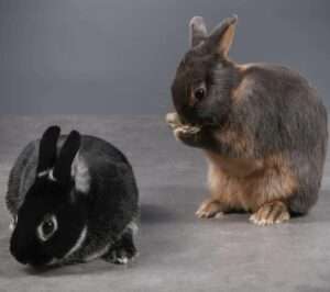 Fripouille Reglisse2