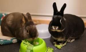 Fripouille Reglisse3