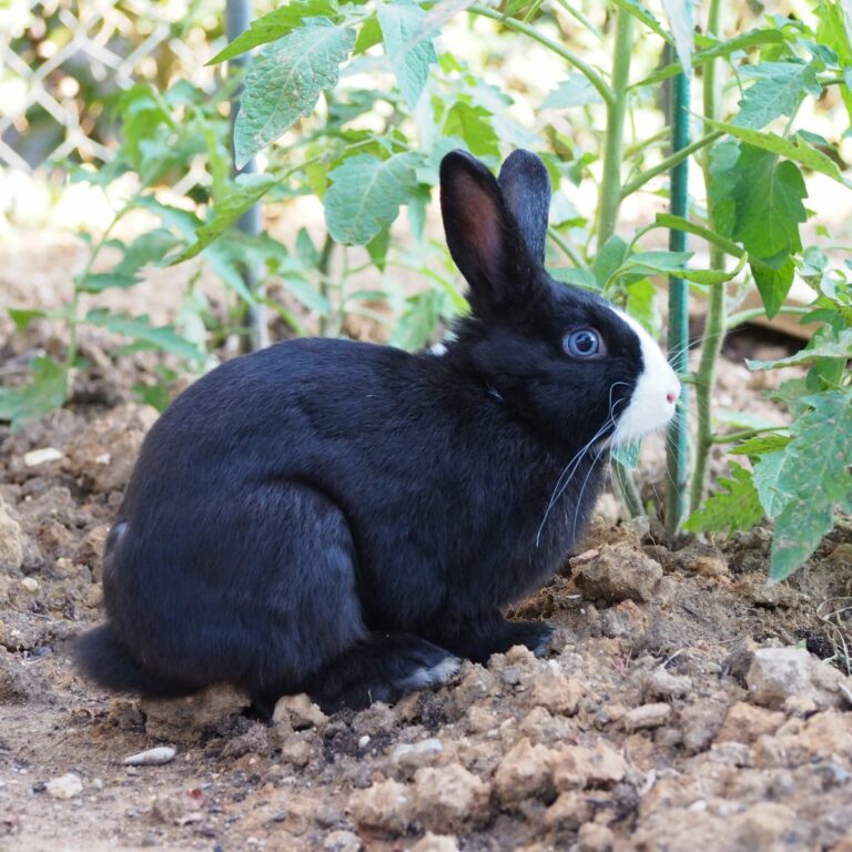 Lire la suite à propos de l’article Domino