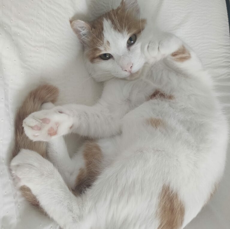 Lire la suite à propos de l’article Texas