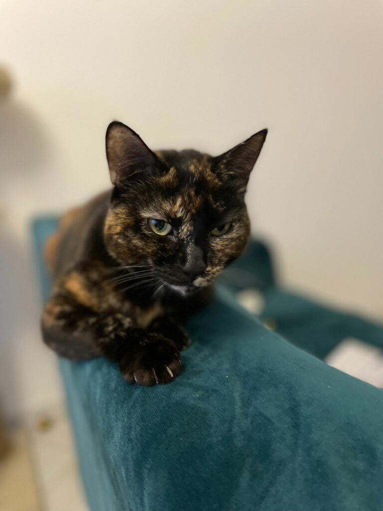 Lire la suite à propos de l’article Maki