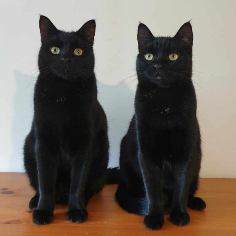 Lire la suite à propos de l’article Crevette et Réglisse