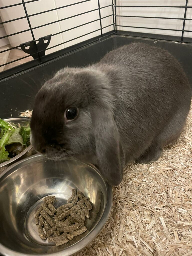 Lire la suite à propos de l’article Panpan