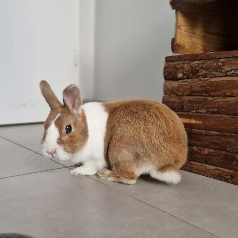 Lire la suite à propos de l’article Pinou