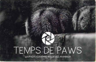 Lire la suite à propos de l’article Photographe Temps de Paws