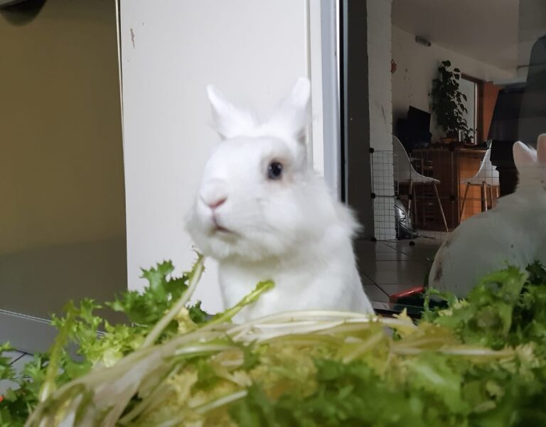 Lire la suite à propos de l’article Snow