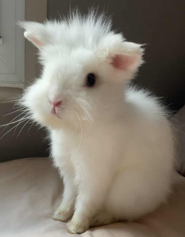 Lire la suite à propos de l’article Fluffy ♂️