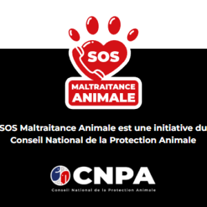 Animal maltraité ?
