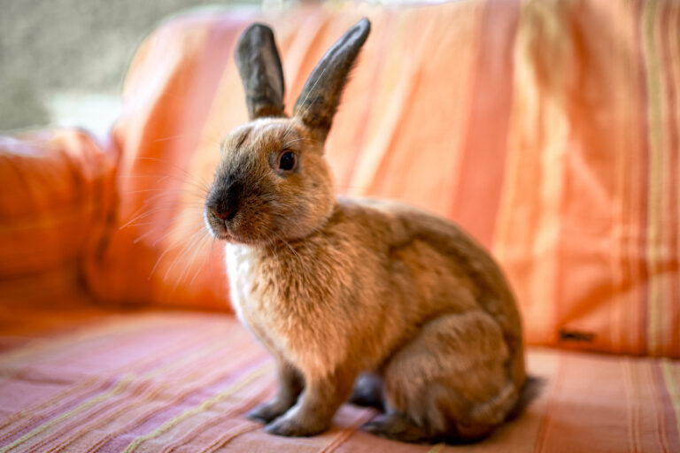 Lire la suite à propos de l’article Zoreille  ♀️