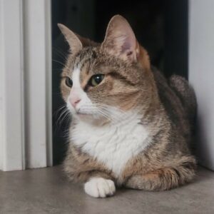 Nina