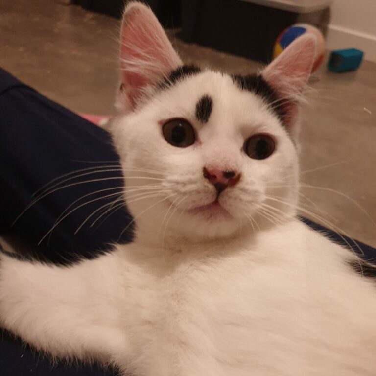 Lire la suite à propos de l’article Harry 🪄