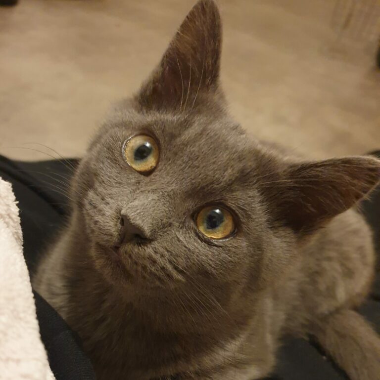 Lire la suite à propos de l’article Hermione 🪄