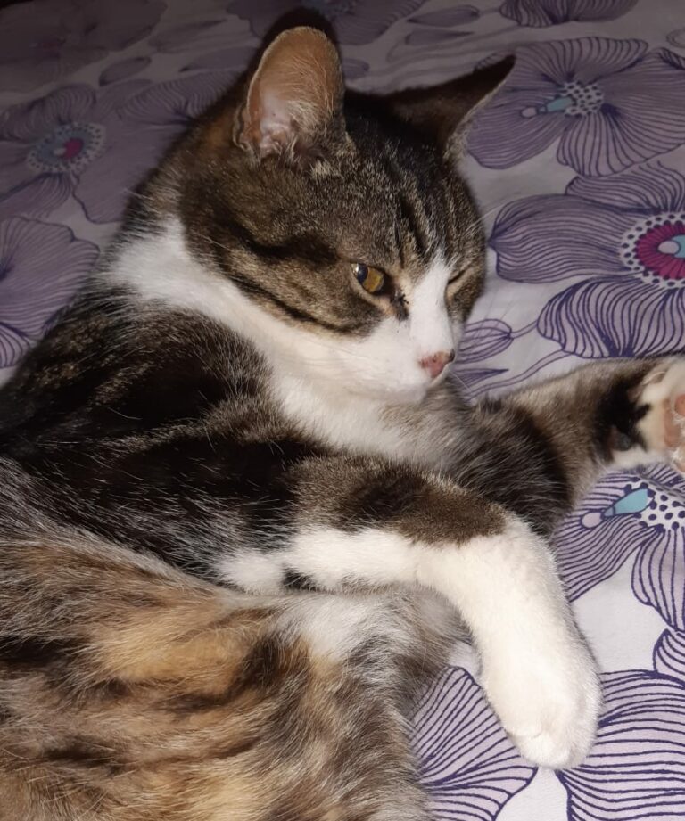 Lire la suite à propos de l’article Ronronnette