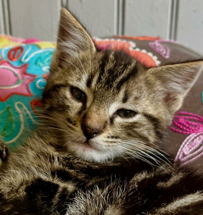 Lire la suite à propos de l’article King ♂️