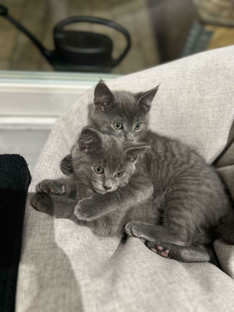 Lire la suite à propos de l’article Plume ♀️ et Mistral ♂️