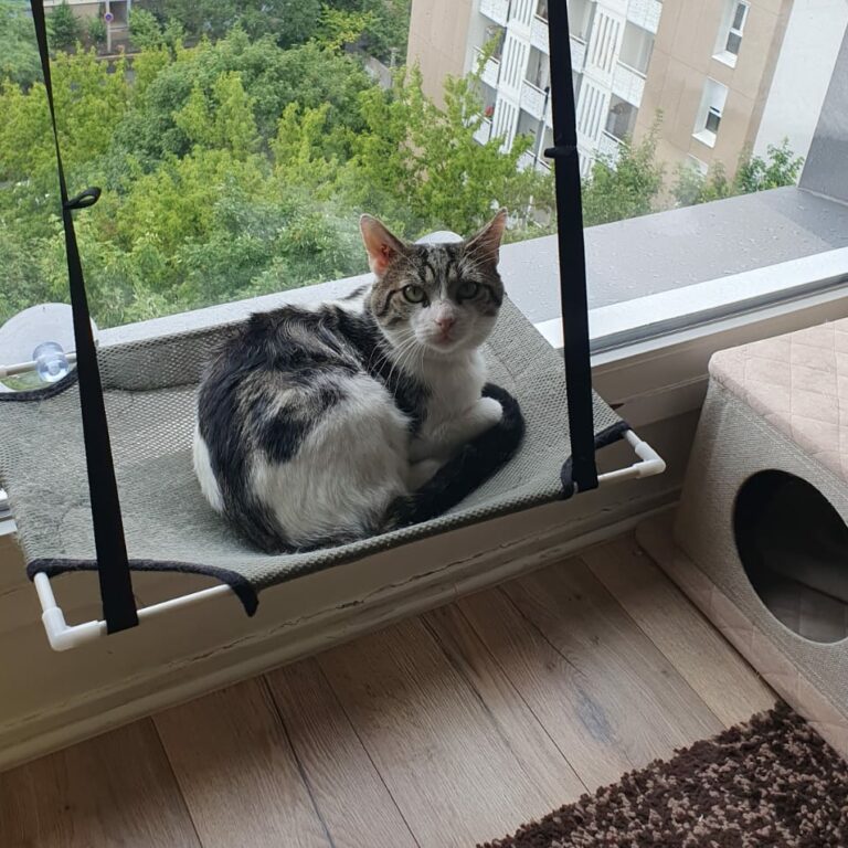 Lire la suite à propos de l’article Abby ♂️