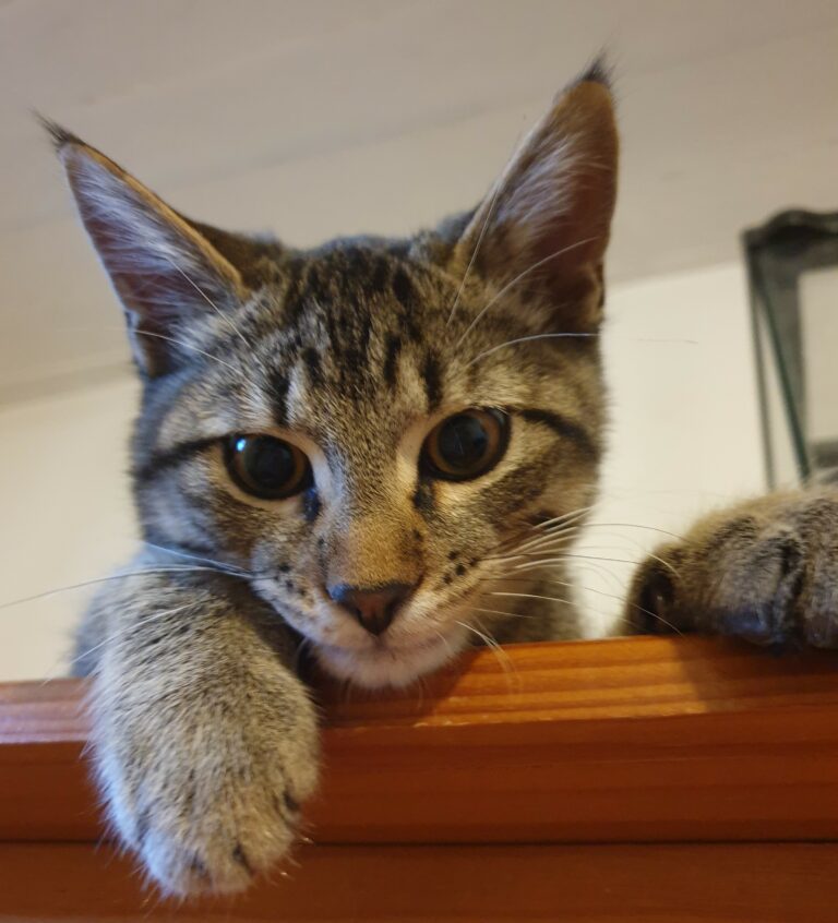 Lire la suite à propos de l’article Volt ♂️