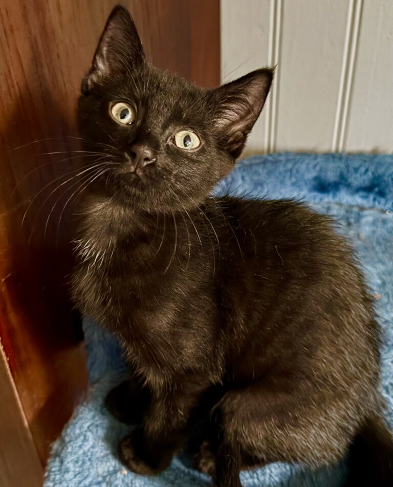 Lire la suite à propos de l’article Cosmos ♀️