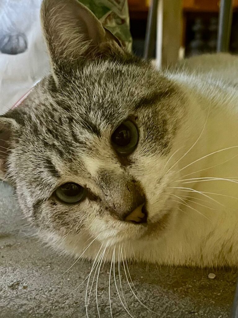 Lire la suite à propos de l’article Vasco ♂️