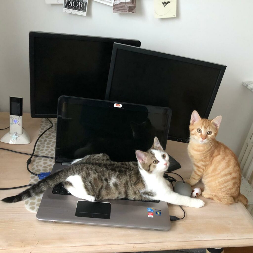 Ember ♂️ & Frozen ♂️