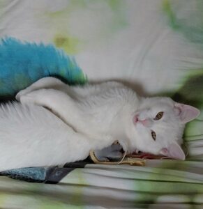 Figaro2