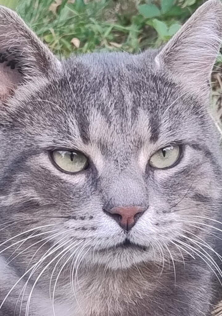 Buddy ♂️