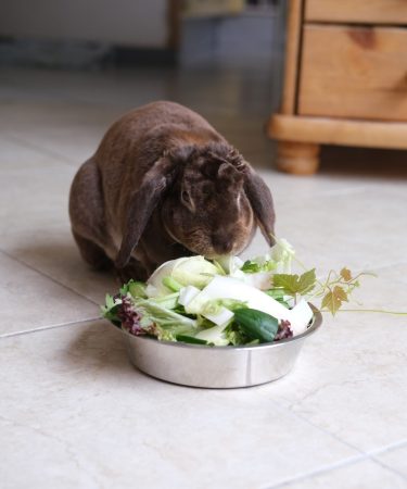 Bella-mange2